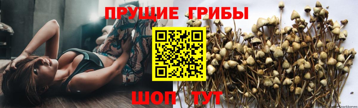Кувандык  Галлюциногенные грибы GOLDEN TEACHER  Вход с VPN 